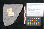 Foto (Objekt + Etikett) von Neuropteris sp.  (NHMW-GEO-2024-0188-10694)